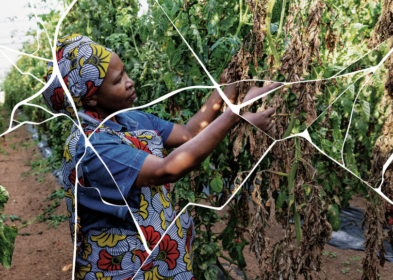 A black African female farmer examines crops decimated by an invasive moth species.
