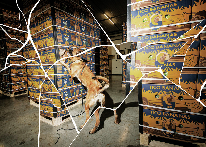 A Belgian Malinois dog inspects crates of bananas at Antwerp port.
