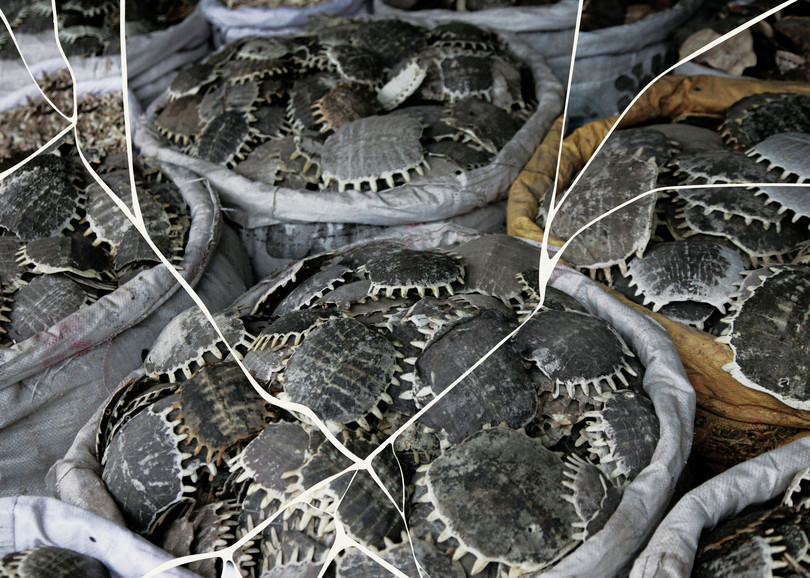 Sacks of turtle shells displayed at a traditional Chinese medicine market.
