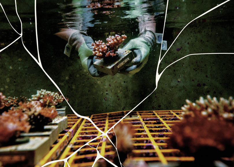 Coral is carefully placed in a tank at the Australian Institute of Marine Science.
